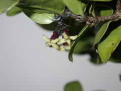 Kadua munroi