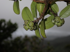 Kadua munroi