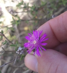 Drosanthemum parvifolium