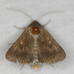 Australothis rubrescens