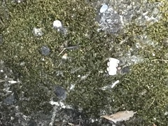 Azolla caroliniana