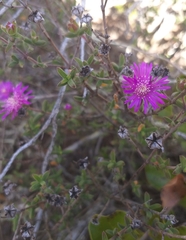 Drosanthemum parvifolium
