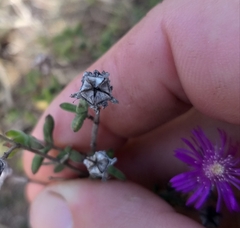 Drosanthemum parvifolium