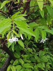 Wrightia religiosa