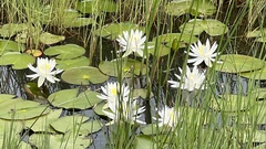 Nymphaea