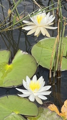 Nymphaea