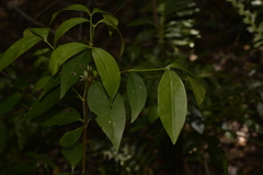 Cyclophyllum longipetalum