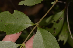 Cyclophyllum longipetalum