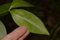 Cyclophyllum longipetalum