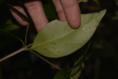 Cyclophyllum longipetalum