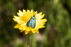 Pollanisus viridipulverulenta