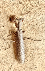 Tarachodinae