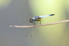 Aethriamanta gracilis