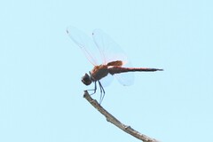 Tramea transmarina