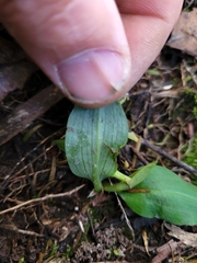 Chiloglottis cornuta