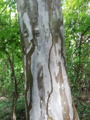 Libidibia sclerocarpa