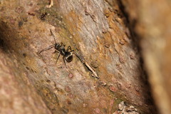 Polyrhachis