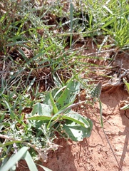 Ledebouria revoluta