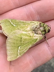 Aenetus virescens