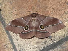 Gonimbrasia belina
