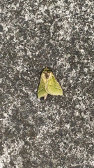 Aenetus virescens