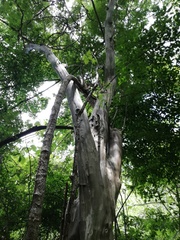 Libidibia sclerocarpa