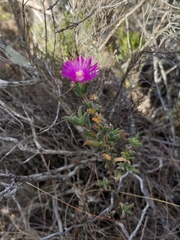 Delosperma neethlingiae