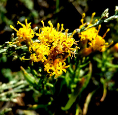 Galatella biflora