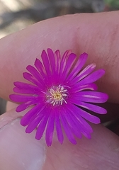 Delosperma neethlingiae
