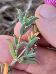 Delosperma neethlingiae