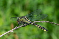 Gomphus vulgatissimus