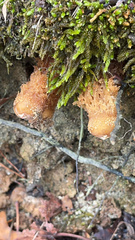 Calostoma ravenelii