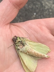 Aenetus virescens