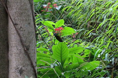 Aethopyga christinae