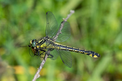 Gomphus vulgatissimus