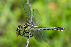 Gomphus vulgatissimus