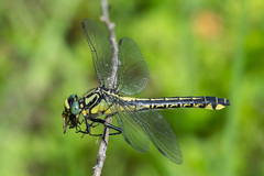 Gomphus vulgatissimus