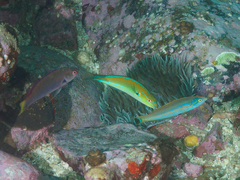 Cirrhilabrus punctatus