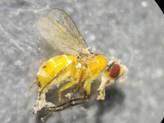 Diptera