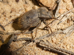 Stenomorpha muricatula