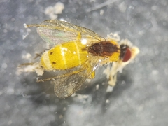 Diptera