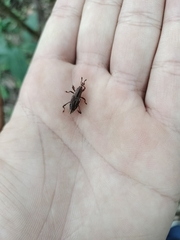 Sphenocorynes kosempoensis