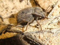 Stenomorpha muricatula