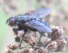 Rhinophoridae