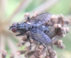 Rhinophoridae