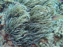 Heteractis crispa