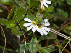 Scaevola albida