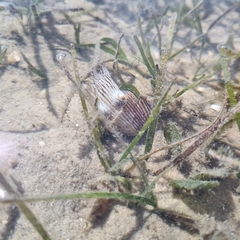 Sepioloidea lineolata