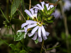 Scaevola albida