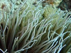 Heteractis crispa